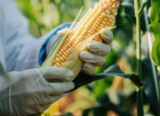 Ogm, l’esperto che li studia da 35 anni: “Studi per le autorizzazioni obsoleti, oggi rischi maggiori per la salute” ogm