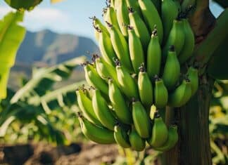 Chiquita annuncia prima coltivazione di banane in Sicilia banane