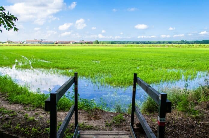 Un piccolo ponte di legno scavalca un canale d'irrigazione di fronte a una risaia vicino a Vercelli lungo la Via Francigena RISO LIDL FIRMATO DAGLI AGRICOLTORI