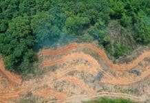 Il rapporto: l’Italia è responsabile del 10% della deforestazione in Amazzonia deforestazione