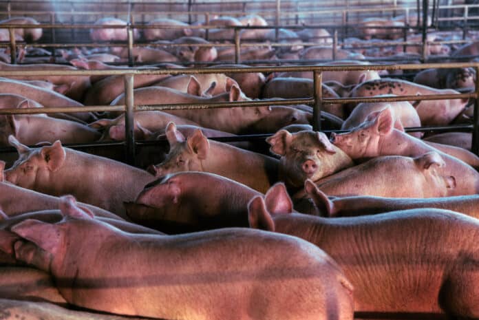 ALLEVAMENTI INTENSIVI pork production swine ALLEVAMENTI INTENSIVI