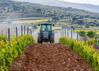 L’Europa vieta la cianammide ma la esporta: nelle vigne sudafricane lo scandalo dei diritti umani CIANAMMIDE