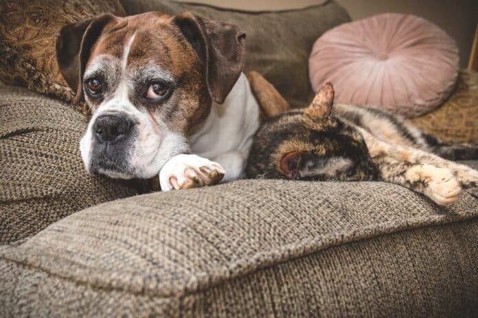 Old Boxer Dog cane anziano
