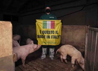 GREENPEACE ALLEVAMENTO