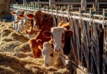 La nuova piramide alimentare Usa: un regalo all’industria della carne PIRAMIDE ALIMENTARE