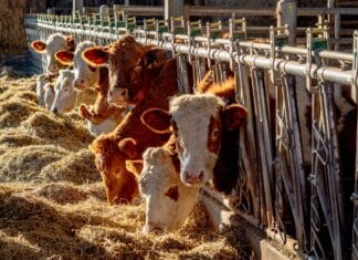 La nuova piramide alimentare Usa: un regalo all’industria della carne PIRAMIDE ALIMENTARE