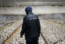Benessere animale dei polli in Italia: Kfc, Autogrill e McDonald’s tra le peggiori in Europa BENESSERE ANIMALE ESSERE ANIMALI