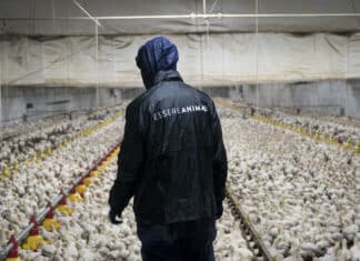 BENESSERE ANIMALE ESSERE ANIMALI