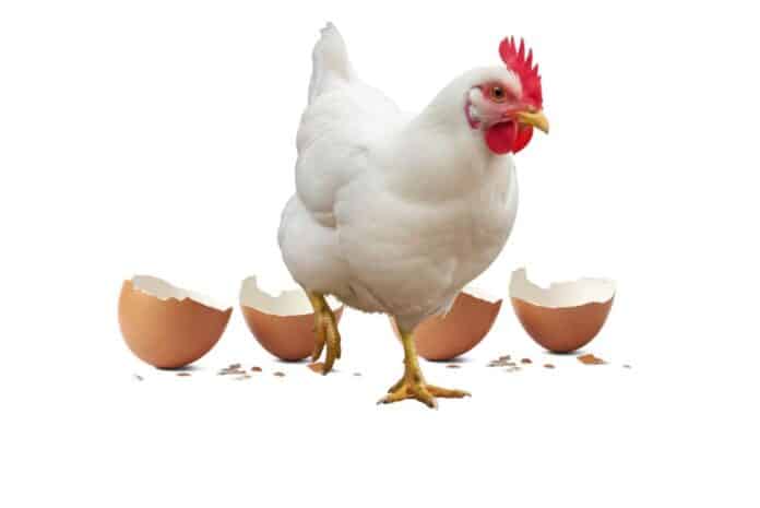 salmonella SALMONELLA UOVA