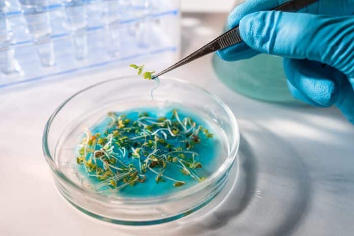 Scientist working with gmo plants and seeds in biological laboratory. Ogm