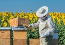 Omnibus alimenti e mangimi: la proposta Ue che rischia di indebolire le regole sui pesticidi OMNIBUS ALIMENTI E MANGIMI