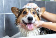 Shampoo per animali: un pieno di conservanti e allergeni, con etichette poco trasparenti