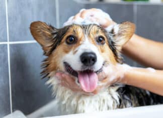 Shampoo per animali: un pieno di conservanti e allergeni, con etichette poco trasparenti