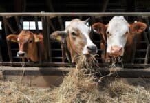Francia, il taglio agli antibiotici fa crollare i batteri resistenti ALLEVAMENTI ANTIBIOTICO-RESISTENZA