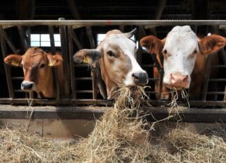 Francia, il taglio agli antibiotici fa crollare i batteri resistenti ALLEVAMENTI ANTIBIOTICO-RESISTENZA