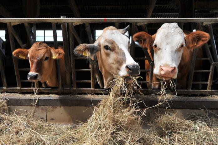 Mutterkühe Schweiz ALLEVAMENTI ANTIBIOTICO-RESISTENZA