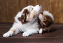 Antipulci per cani e gatti: la Gran Bretagna valuta il divieto per quelli a base di fipronil e imidacloprid ANTIPULCI