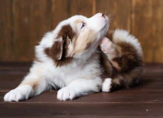 Antipulci per cani e gatti: la Gran Bretagna valuta il divieto per quelli a base di fipronil e imidacloprid ANTIPULCI