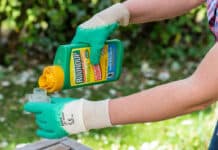 Glifosato: la Corte Usa salva Monsanto-Bayer dalle cause dei consumatori