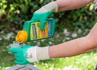 Glifosato: la Corte Usa salva Monsanto-Bayer dalle cause dei consumatori