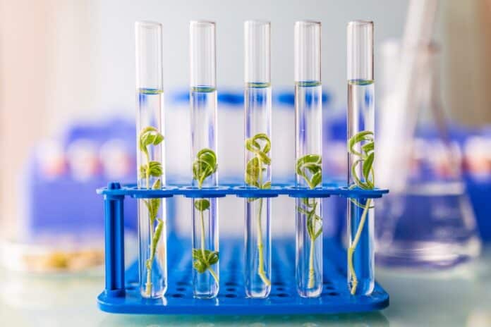 Biotechnology and laboratory research on organic plant cultivation. ogm