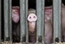 Topi tra il mangime, carcasse di cuccioli e scrofe sofferenti: la videoinchiesta choc nelle Dop italiane MAIALI ALLEVAMENTI INTENSIVI