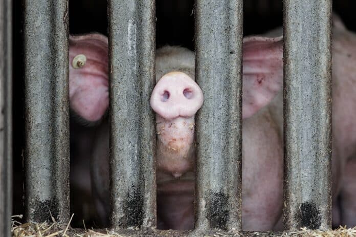 Pig standing in a stable and pressing snout between metal bars of enclosure MAIALI ALLEVAMENTI INTENSIVI