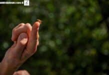 CONAPI presenta il primo Bilancio di Sostenibilità: dati, filiera e impegni concreti
