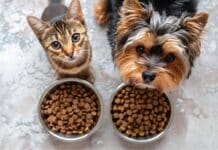L’invasione delle microplastiche nel cibo di cani e gatti MICROPLASTICHE PETFOOD