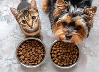 L’invasione delle microplastiche nel cibo di cani e gatti MICROPLASTICHE PETFOOD