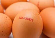 Il giallo delle uova: cosa dice il guscio e cosa (non) racconta la scatola UOVA TIMBRO