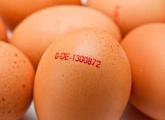 Il giallo delle uova: cosa dice il guscio e cosa (non) racconta la scatola UOVA TIMBRO