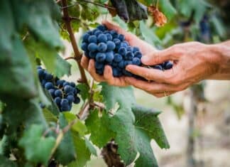 Fitormoni, l’Efsa chiude il dossier ma due anni fa ammetteva: “Il rischio non è valutabile” FITORMONI
