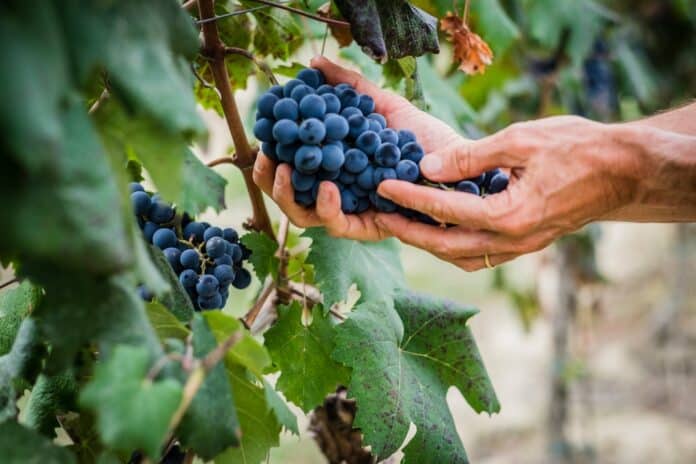 Grappoli di uva nel vigneto durante la vendemmia FITORMONI