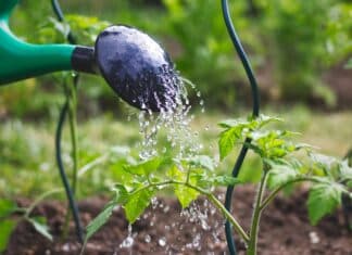 Pfas negli alimenti, la Rete zero Pfas alla Regione Veneto: “Rendete pubblici i dati dei monitoraggi” pfas