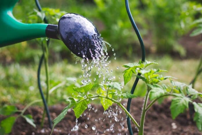 Watering tomatoes seedling in organic garden pfas