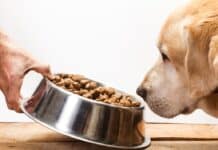 Pet food, in un controllo su cinque trovate irregolarità: i Nas sequestrano 60 tonnellate di alimenti CANI NAS PET FOOD