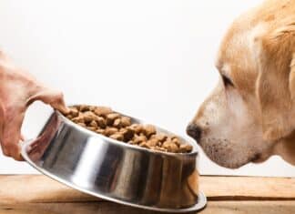 Pet food, in un controllo su cinque trovate irregolarità: i Nas sequestrano 60 tonnellate di alimenti CANI NAS PET FOOD