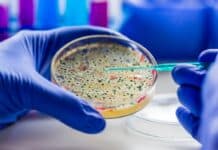 La Commissione Ue vuole liberalizzare anche i microrganismi geneticamente modificati microrganismi