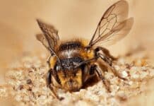Il sacrificio dell’ape regina: per salvarsi dai pesticidi contamina le uova ape regina pesticidi