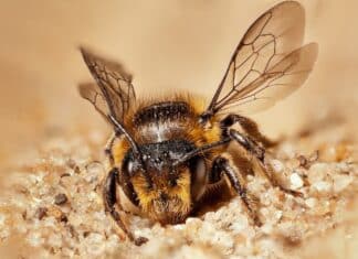 Il sacrificio dell’ape regina: per salvarsi dai pesticidi contamina le uova ape regina pesticidi
