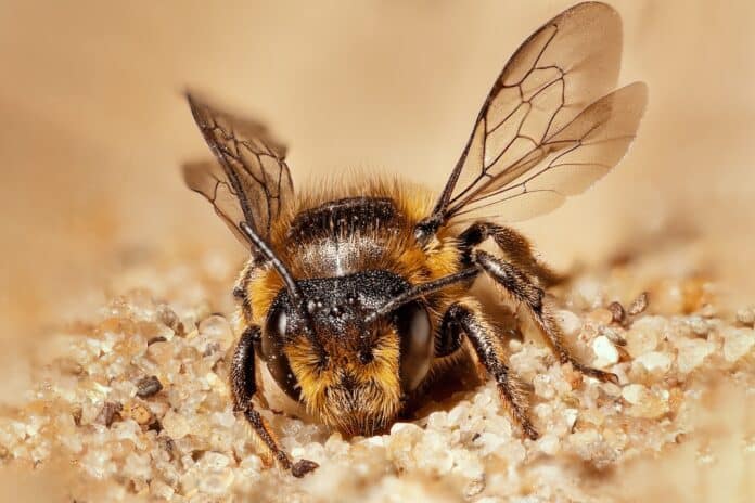 wild bee sitting in sand with wings high and head to camera with visible sharp net eyes ape regina pesticidi