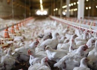 Allevamenti intensivi di pollo, favoriscono la diffusione del Campylobacter nell’uomo