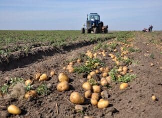 Il Belgio apre ai pesticidi “genetici”: cosa sono, come funzionano e perché fanno discutere PESTICIDI GENICI