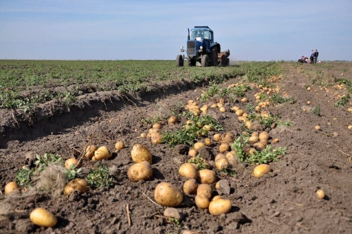 On the farm's field the tractor digs potatoes PESTICIDI GENICI