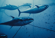 Tonno rosso in gabbia: il boom degli allevamenti mette a rischio pesca locale e specie selvatiche tonno, allevamenti
