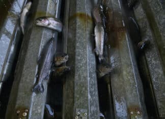 Acquacoltura Sostenibile: la certificazione italiana bocciata per il benessere animale