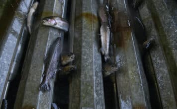 Acquacoltura Sostenibile: la certificazione italiana bocciata per il benessere animale