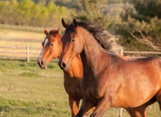 Carne di cavallo, scoperta frode internazionale (e torna in mente il caso delle lasagne Findus)