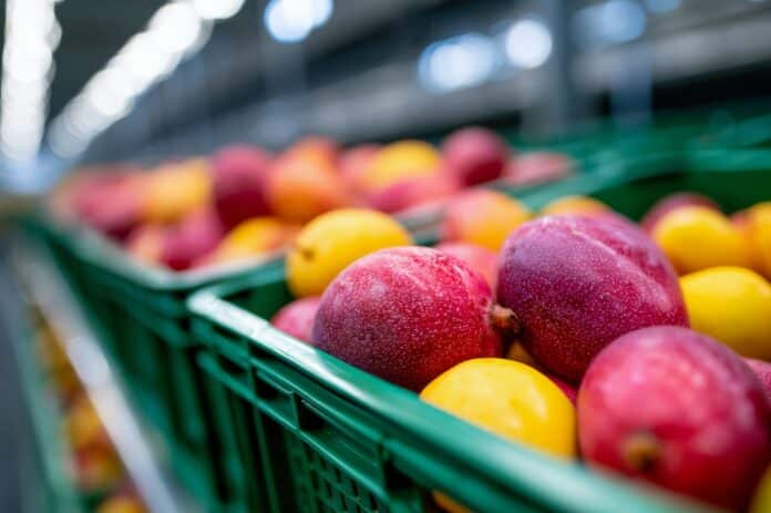 Ripe colorful mangoes with water droplets packed in green plastic crates, showing fresh tropical produce in a warehouse fosfina